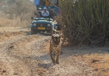 Jaipur Jodhpur Jaisalmer Tour
